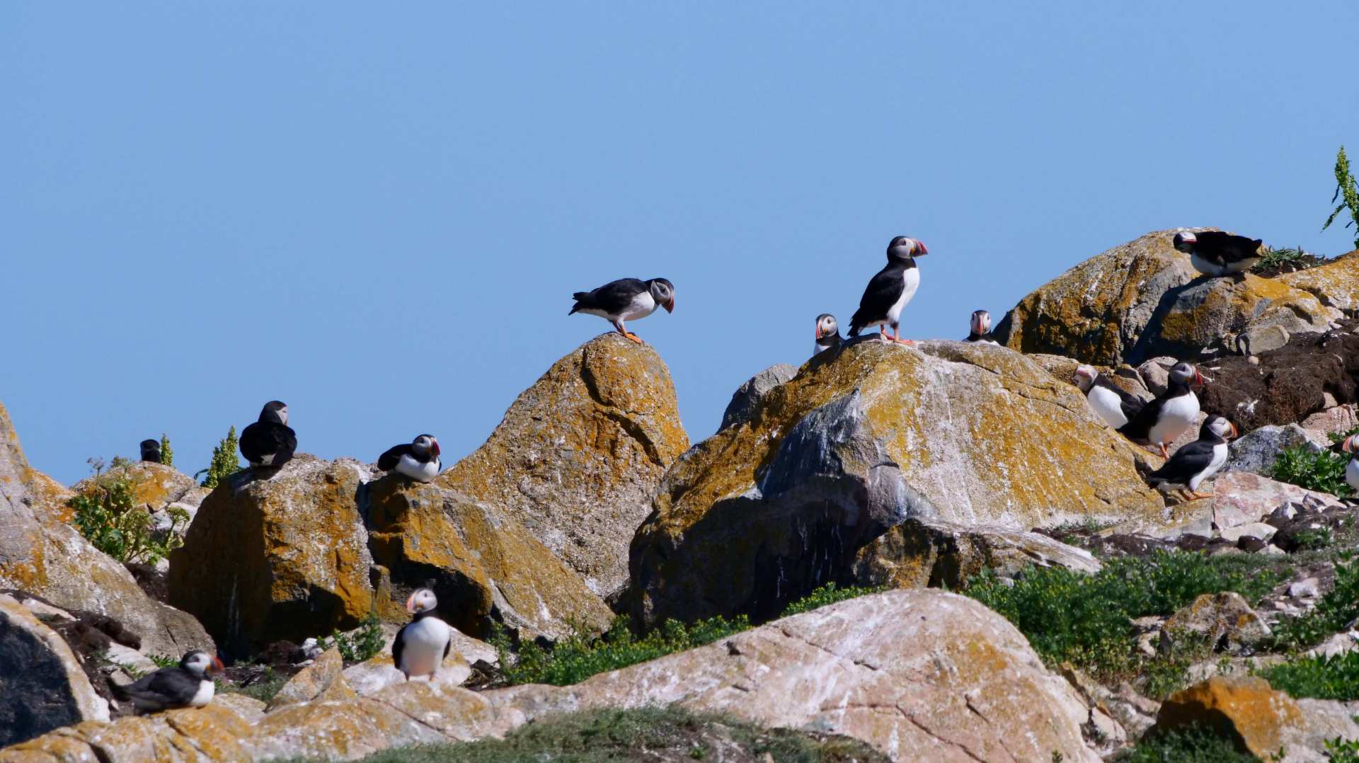 Great free campgrounds in Newfoundland, Canada ??