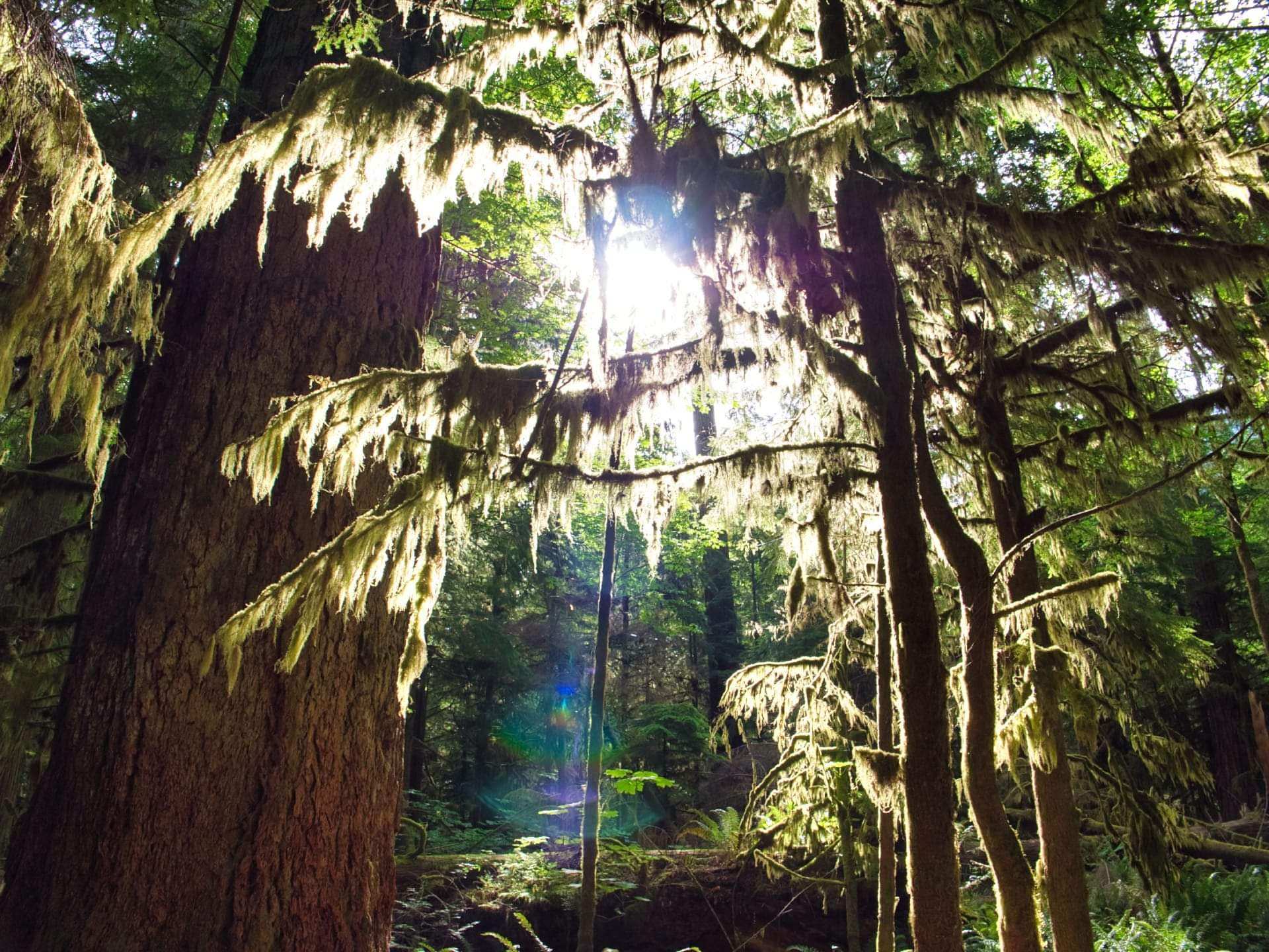 Cathedral Grove